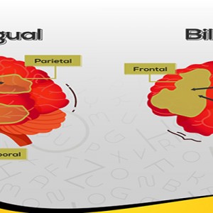 Characteristics of the Bilingual Child's Brain